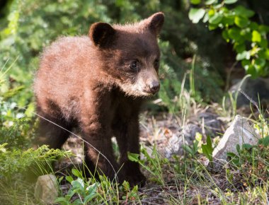 Vahşi doğada siyah ayı yavrusu