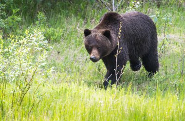 Vahşi doğada boz ayı