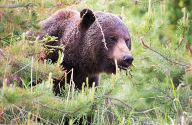 Vahşi doğada boz ayı