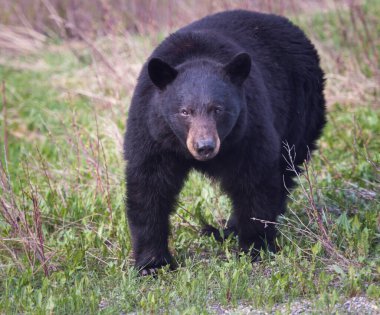 Kara ayı vahşi doğada