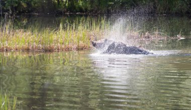Vahşi doğada boz ayı