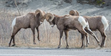 Tekdüzelik sırasında kocaboynuzlu koçlar