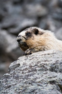 Vahşi doğada dağ sıçanlarının yakın çekimi. 