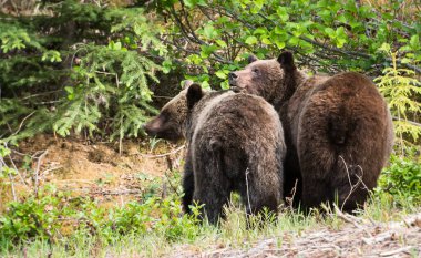 Vahşi doğada boz ayı