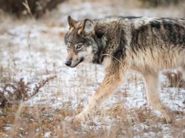 Vahşi doğadaki gri kurt.