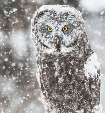 Büyük gri baykuş vahşi doğada, alberta, Kanada