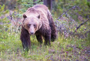 Vahşi Kanada Boz Ayısı 