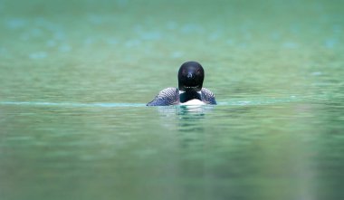 Kanadalı deli doğada