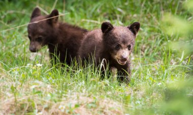Kara ayı vahşi doğada
