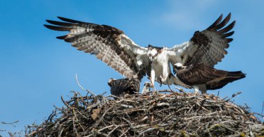 Osprey vahşi doğada