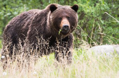 Vahşi doğada boz ayı