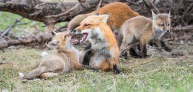 Doğada sevimli kızıl tilkiler bir arada.