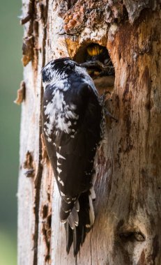 Ağaçkakan vahşi doğada