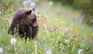 Vahşi doğada boz ayı