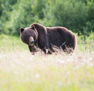Vahşi doğada boz ayı