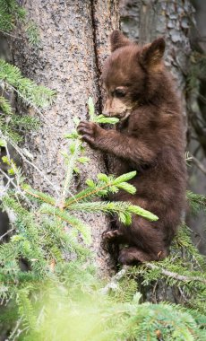 Kara ayı ailesi vahşi doğada