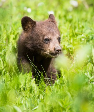 Kara ayı vahşi doğada