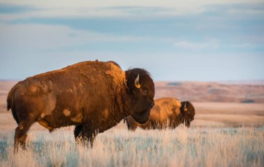 Bizonlar vahşi doğada