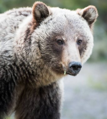 Vahşi doğada boz ayı