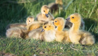 Kanada kaz ailesi vahşi doğada