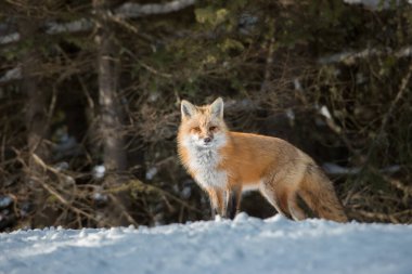 Kızıl tilki vahşi doğada