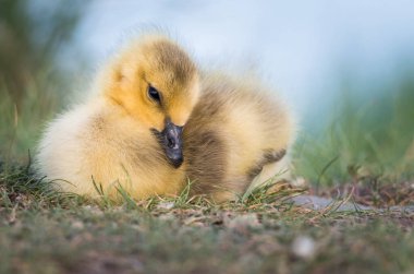 Kanada kaz ailesi vahşi doğada