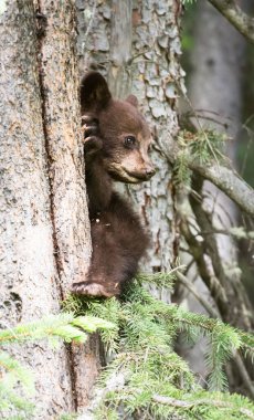 Kara ayı ailesi vahşi doğada