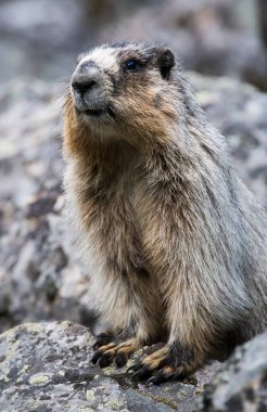 Vahşi doğada dağ sıçanlarının yakın çekimi. 
