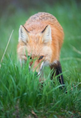 Parktaki güzel kızıl tilki manzarası