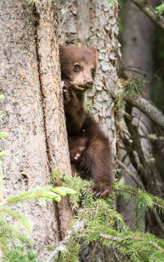 Kara ayı ailesi vahşi doğada