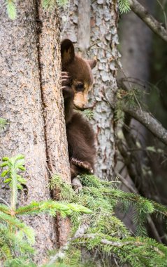 Kara ayı vahşi doğada