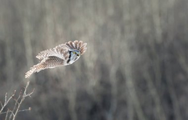 Güzel kuzey şahin baykuşunun vahşi doğadaki manzarası