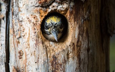 Üç parmaklı ağaçkakan yuvası