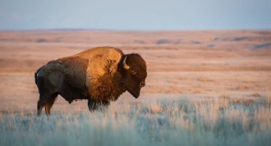 Bizonlar vahşi doğada