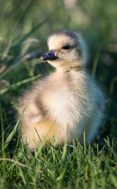Kanada kaz ailesi vahşi doğada