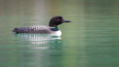 Kanadalı deli doğada