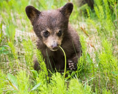 Kara ayı vahşi doğada