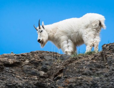 Dağ Keçisi vahşi, ulusal park, Jasper, Kanada
