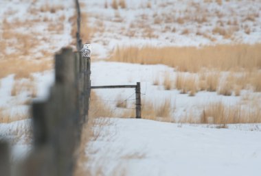 Karlı baykuş vahşi doğada