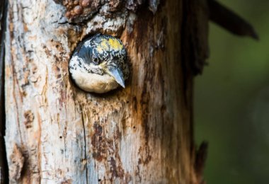 Üç parmaklı ağaçkakan yuvasında