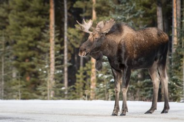 bull moose in national park, jasper, canada clipart