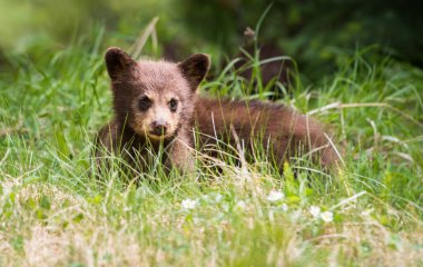 Kara ayı vahşi doğada