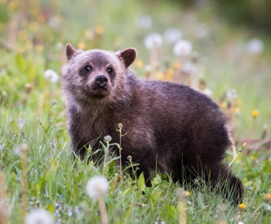 Vahşi doğada boz ayı