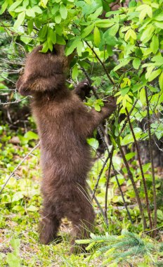 Kara ayı vahşi doğada
