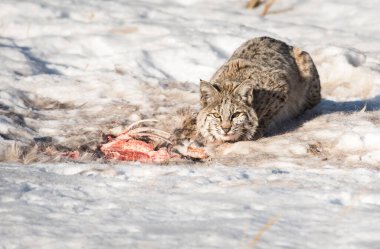 Vahşi doğadaki vaşak