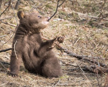 Vahşi doğada siyah ayı yavrusu