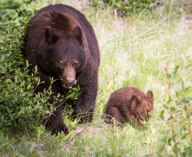 Vahşi doğada kara ayılar