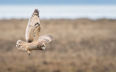 Vahşi doğada kısa kulaklı baykuş