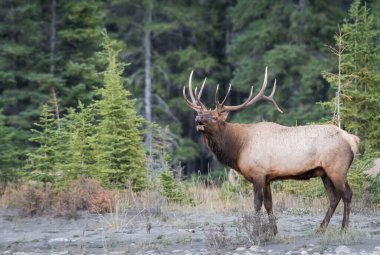 Vahşi doğadaki geyik