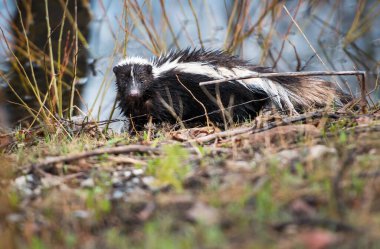 Küçük kokarcayı kapatın.